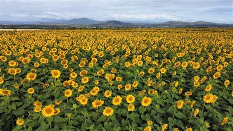 Sunflower Festival .